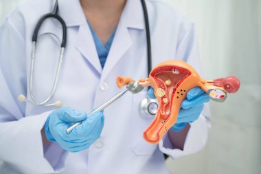 Rahim, hastanede teşhis ve tedavi için insan anatomisi modeli tutan doktor..