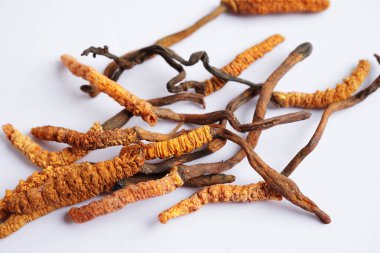 Cordyceps sinensis ya da Ophiocordyceps sinensis beyaz arka planda izole edilmiş, mantar bitkisi tedavisi.