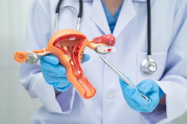 Rahim, hastanede teşhis ve tedavi için insan anatomisi modeli tutan doktor..