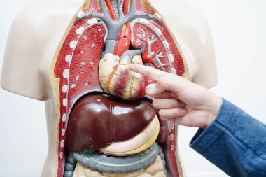 Lisede anatomi biyolojisinde insan vücudu modeliyle Asyalı bir öğrenci öğreniyor..