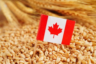 Kanada buğday, ticaret ihracatı ve ekonomi konseptine bayrak dikti.