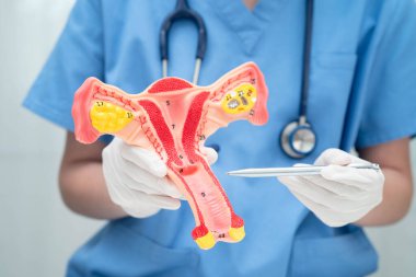 Rahim, hastanede teşhis ve tedavi için insan anatomisi modeli tutan doktor..