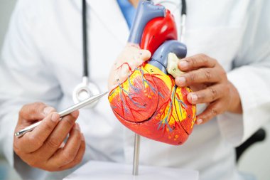 Kardiyovasküler hastalık CVD, hastanede tedavi gören hasta için kalp insan modeli anatomisi olan doktor.