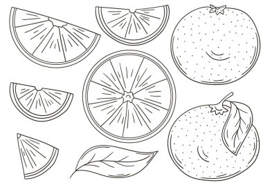 Greyfurt, kırmızı turuncu. El çizimi biçiminde vektör çizimleri. Meyveli boyama posteri. Simge, işaret, çıkartma koleksiyonu