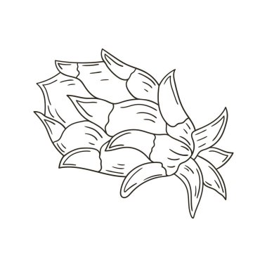 Ejderha meyvesi, pitaya. Elle çizilmiş renkler. Çocuk resimleri, egzotik meyveler. Simge, işaret, sembol etiketi