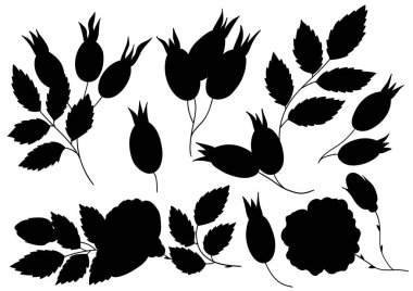 Rosehip 'te. Bir dizi siluet el çizimi tarzında. Bilmeceler, çocukların eğitici görevleri için tasarım. Simgeler, işaretler, çıkartmalar, logolar