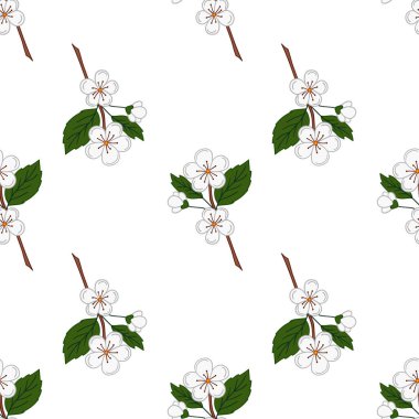 Elinde kusursuz meyve deseni var. Kayısı çiçekleri. Mönü ya da mutfak için desen. Tasarım, tekstil, kumaş, duvar kağıdı, ambalaj kağıdı, dekorasyon