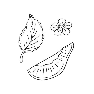 Sevimli meyve çizimi tarzı. Tek renkli olsun. Beyaz arkaplanda erik ikonu. Boyama kitapları için tasarım