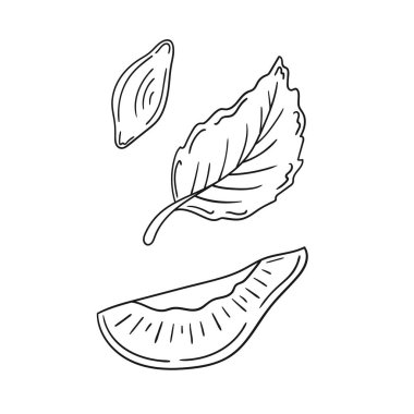 Sevimli meyve çizimi tarzı. Tek renkli olsun. Beyaz arkaplanda erik ikonu. Boyama kitapları ve oyunlar için tasarım