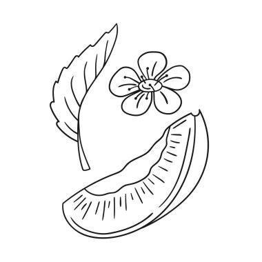 Sevimli meyve çizimi tarzı. Tek renkli olsun. Beyaz arkaplanda erik ikonu. Boyama kitapları için tasarım, oyun