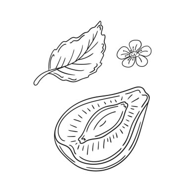 Sevimli meyve çizimi tarzı. Tek renkli olsun. Beyaz arkaplanda erik ikonu. Boyama kitapları, çocuk eğitim oyunları için tasarlandı. Simge