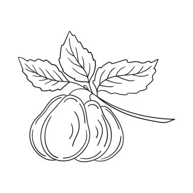 Sevimli meyve çizimi tarzı. Tek renkli olsun. Beyaz arkaplanda erik ikonu. Boyama kitapları, çocuk eğitim oyunları için tasarlandı. Simge, işaret, etiket, iğne, logo