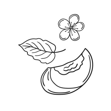 Sevimli meyve çizimi tarzı. Tek renkli olsun. Beyaz arkaplanda kayısı simgesi. Boyama kitapları, çocuk eğitim oyunları için tasarlandı. Simge, imza, çıkartma, iğne