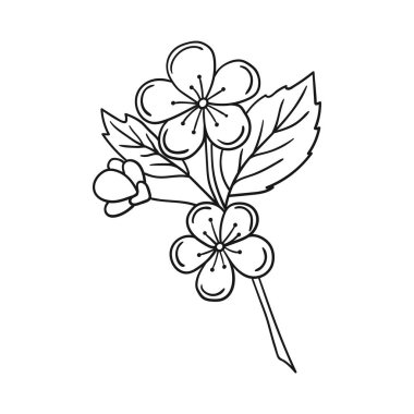 Sevimli meyve çizimi tarzı. Tek renkli olsun. Beyaz arkaplanda kayısı çiçeği simgesi. Boyama kitapları, çocuk eğitim oyunları için tasarlandı. Simge, imza, çıkartma, iğne