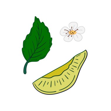 Sevimli meyve çizimi tarzı. Kartpostallar, el ilanları, afişler için tasarım. Beyaz arkaplanda erik ikonu. Simge, imzala