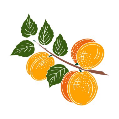 Sevimli meyve çizimi tarzı. Beyaz arkaplanda kayısı simgesi. Beyaz taslak. Kartpostallar, el ilanları, afişler için tasarım. Simge, işaret, etiket, iğne, logo