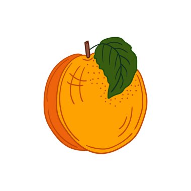 Sevimli meyve çizimi tarzı. Beyaz arkaplanda kayısı simgesi. Kartpostallar, el ilanları, afişler için tasarım