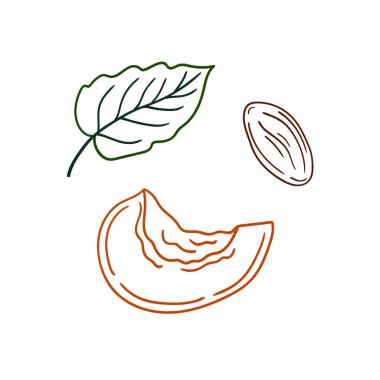 Sevimli meyve çizimi tarzı. Beyaz arkaplanda kayısı simgesi. Renk çizgisi. Boyama kitapları, çocuk eğitim oyunları için tasarlandı. Simge, imzala