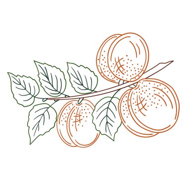 Sevimli meyve çizimi tarzı. Beyaz arkaplanda kayısı simgesi. Renk çizgisi. Boyama kitapları, çocuk eğitim oyunları için tasarlandı. Simge, işaret, etiket, iğne, logo