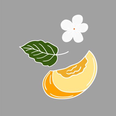 Sevimli meyve çizimi tarzı. Gri arkaplanda kayısı simgesi. Beyaz taslak. Kartpostallar, el ilanları, afişler için tasarım. Simge, imza, çıkartma, iğne