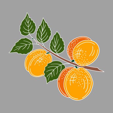 Sevimli meyve çizimi tarzı. Gri arkaplanda kayısı simgesi. Beyaz taslak. Kartpostallar, el ilanları, afişler için tasarım. Simge, işaret, etiket, iğne, logo