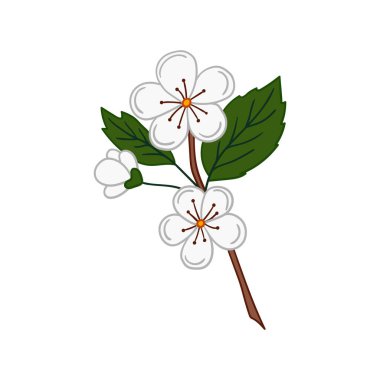 Sevimli meyve çizimi tarzı. Beyaz arkaplanda kayısı çiçeği simgesi. Kartpostallar, el ilanları, afişler için tasarım. Simge, imza, çıkartma, iğne