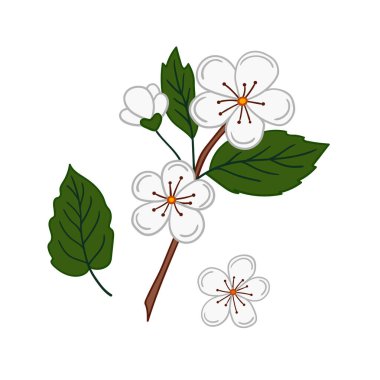 Sevimli meyve çizimi tarzı. Beyaz arkaplanda kayısı çiçeği simgesi. Kartpostallar, el ilanları, afişler için tasarım. Simge, işaret, etiket, iğne, logo