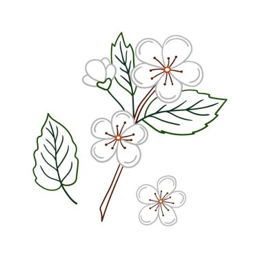 Sevimli meyve çizimi tarzı. Beyaz arkaplanda kayısı çiçeği simgesi. Renk çizgisi. Boyama kitapları, çocuk eğitim oyunları için tasarlandı. Simge, işaret, etiket, iğne, logo