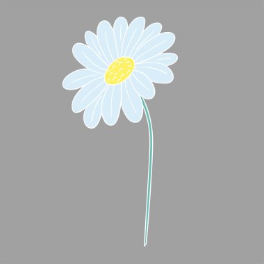 Sevimli çiçek çizimi tarzı. Beyaz taslak. Gri arkaplanda papatya çayı
