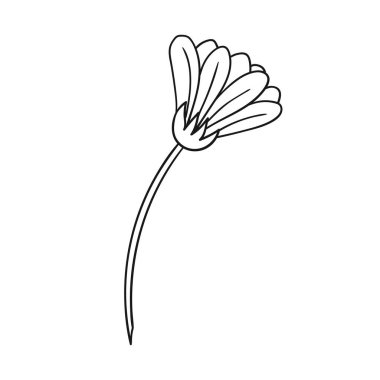 Sevimli çiçek çizimi tarzı. Tek renkli olsun. Beyaz arka planda papatya çayı ikonu. Boyama kitapları için tasarım