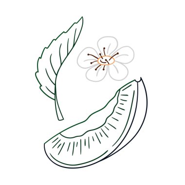 Elle çizim tarzında şirin çilek çizimi. Beyaz arkaplanda erik ikonu. Renk çizgisi