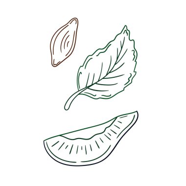 Elle çizim tarzında şirin çilek çizimi. Beyaz arkaplanda erik ikonu. Renk çizgisi. Tasarım