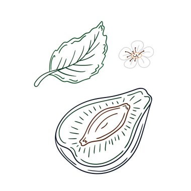 Elle çizim tarzında şirin çilek çizimi. Beyaz arkaplanda erik ikonu. Renk çizgisi. Kartpostallar, el ilanları, afişler için tasarım