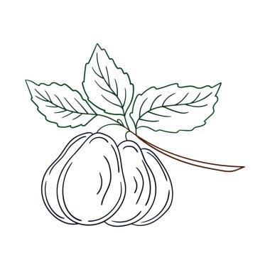 Elle çizim tarzında şirin çilek çizimi. Beyaz arkaplanda erik ikonu. Renk çizgisi. Kartpostallar, el ilanları, afişler için tasarım. Simge, imza, çıkartma, iğne