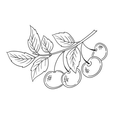 Elle çizim tarzında şirin çilek çizimi. Tek renkli olsun. Beyaz arka planda kiraz ikonu. Boyama kitapları, çocuk eğitim oyunları için tasarlandı. Simge, işaret, etiket, iğne, logo