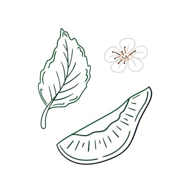 Elle çizim tarzında şirin çilek çizimi. Renk çizgisi. Beyaz arkaplanda erik ikonu. Kartpostallar, el ilanları, afişler için tasarım. Simge, işaret, etiket, iğne, logo