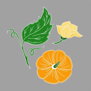 Sevimli sebze çizim stili. Beyaz taslak. Gri arkaplanda balkabağı simgesi. Kartpostallar, el ilanları, afişler için tasarım. Simge, işaret, etiket, iğne, logo