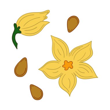 Sevimli sebze çizim stili. Beyaz arkaplanda balkabağı tohumu ikonu. Kartpostallar, el ilanları, afişler için tasarım. Simge, imza, çıkartma, iğne