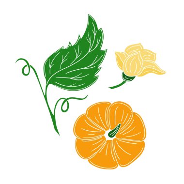 Sevimli sebze çizim stili. Beyaz arkaplanda balkabağı simgesi. Beyaz taslak. Kartpostallar, el ilanları, afişler için tasarım. Simge, imzala