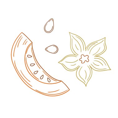 Sevimli sebze çizim stili. Beyaz arkaplanda balkabağı simgesi. Renk çizgisi