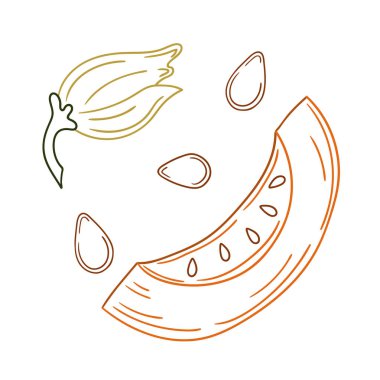 Sevimli sebze çizim stili. Beyaz arkaplanda balkabağı simgesi. Renk çizgisi. Kartpostallar için tasarım