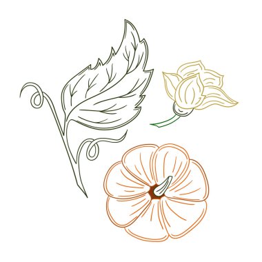 Sevimli sebze çizim stili. Beyaz arkaplanda balkabağı simgesi. Renk çizgisi. Kartpostallar, el ilanları, afişler için tasarım. Simge, imzala