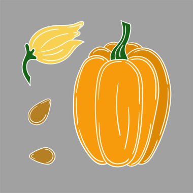 Sevimli sebze çizim stili. Gri arkaplanda balkabağı simgesi. Beyaz taslak. Kartpostallar için tasarım