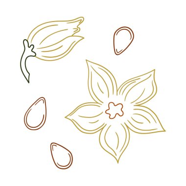 Sevimli sebze çizim stili. Beyaz arkaplanda balkabağı çiçeği ikonu. Renk çizgisi. Kartpostallar, el ilanları, afişler için tasarım. Simge, imza, etiket