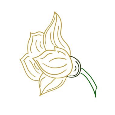 Sevimli sebze çizim stili. Beyaz arkaplanda balkabağı çiçeği ikonu. Renk çizgisi. Kartpostallar, el ilanları, afişler için tasarım. Simge, imza, çıkartma, iğne