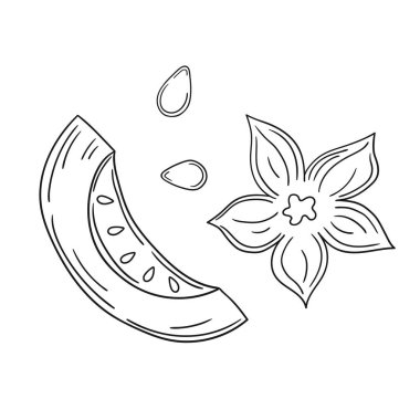 Sevimli sebze çizim stili. Tek renkli olsun. Beyaz arkaplanda balkabağı simgesi. Boyama kitapları için tasarım