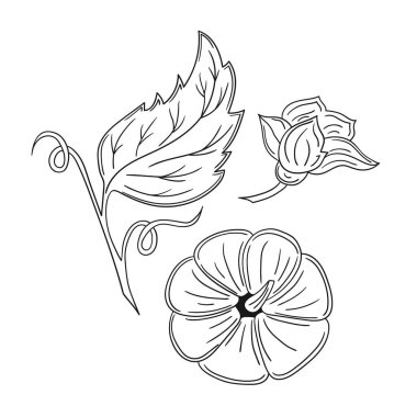 Sevimli sebze çizim stili. Tek renkli olsun. Beyaz arkaplanda balkabağı simgesi. Boyama kitapları, çocuk eğitim oyunları için tasarlandı. Simge, imzala