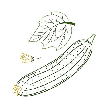 Sevimli sebze çizim stili. Beyaz arkaplanda salatalık simgesi. Renk çizgisi. Kartpostallar için tasarım