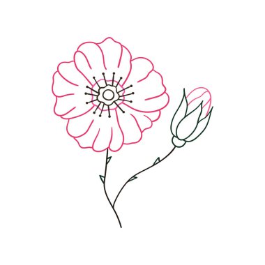 Sevimli çiçek çizimi tarzı. Beyaz arkaplanda Rosehip simgesi. Renk çizgisi. Kartpostallar, el ilanları, afişler için tasarım. Simge, işaret, etiket, iğne, logo