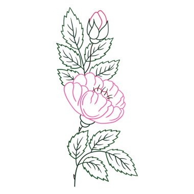 Sevimli çiçek çizimi tarzı. Beyaz arkaplanda Rosehip simgesi. Renk çizgisi. Kartpostallar, el ilanları, afişler için tasarım. Simge, imza, etiket